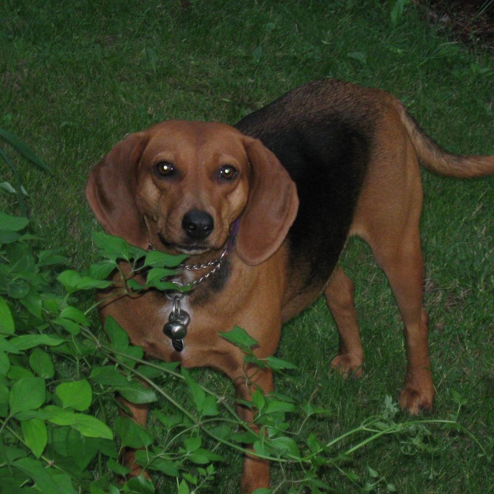 Meet your Posher, Bette